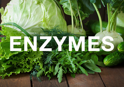 What Are Enzymes?